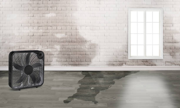 Best Water damage contractors near me  in Lake Bryan, TX